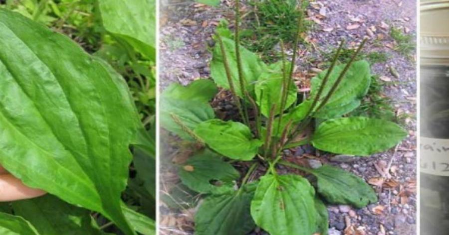 Το «φύλλο» της γιαγιάς: Γιατρεύει πολλές ασθένειες, φυτρώνει σε κάθε κήπο και έχει θεραπευτικές ιδιότητες