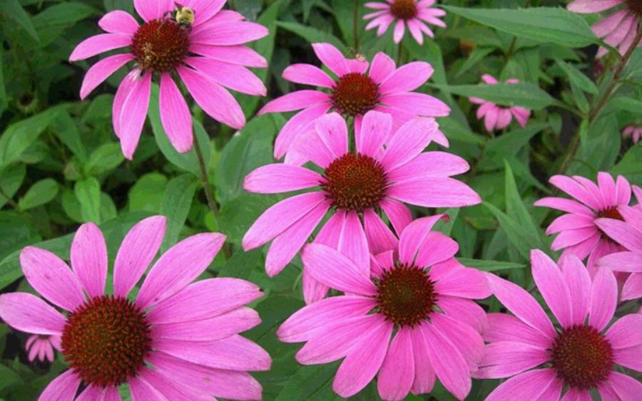 Θα σας αλλάξουν τη ζωή: Τα καλύτερα φάρμακα για τον βήχα και τον πονόλαιμο που δεν γνωρίζατε