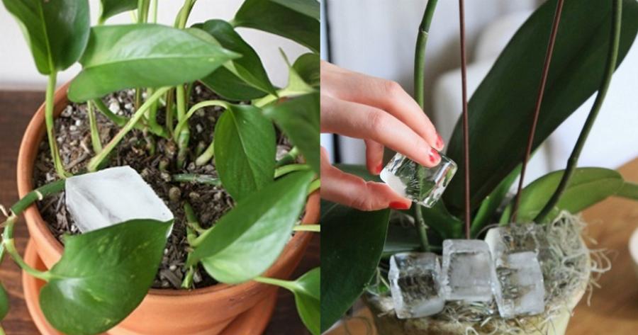 Βάζει παγάκια μέσα στη γλάστρα – Δείτε τι θα συμβεί στα φυτά και αμέσως θα το κάνετε