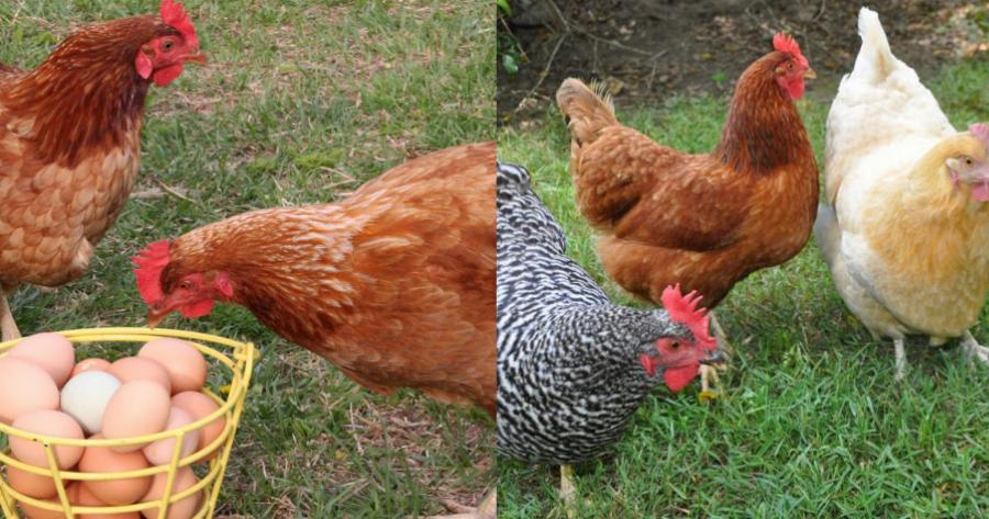 Όλα τα μυστικά διατροφής για τις κότες σας ώστε να γεννάνε αυγά ασταμάτητα