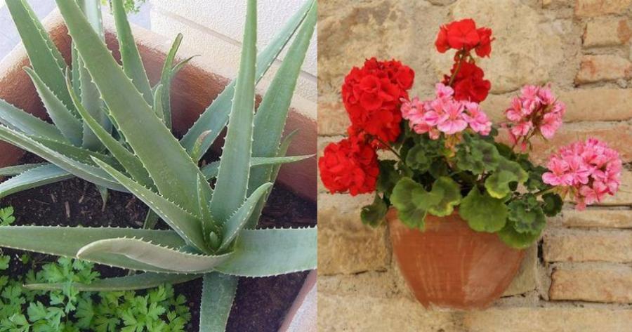 Καθαρίζουν το αέρα του εσωτερικού χώρου: Τα 10 φυτά που είναι καλύτερα από οποιαδήποτε συσκευή