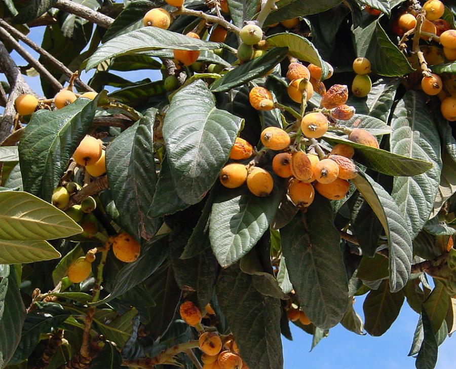 Μούσμουλα: Η μεγάλη διατροφική τους αξία, οι ασθένειες που καταπολεμούν και τι να προσέχουμε στην κατανάλωσή τους