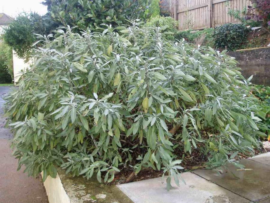 Θα σας αλλάξουν τη ζωή: Τα καλύτερα φάρμακα για τον βήχα και τον πονόλαιμο που δεν γνωρίζατε