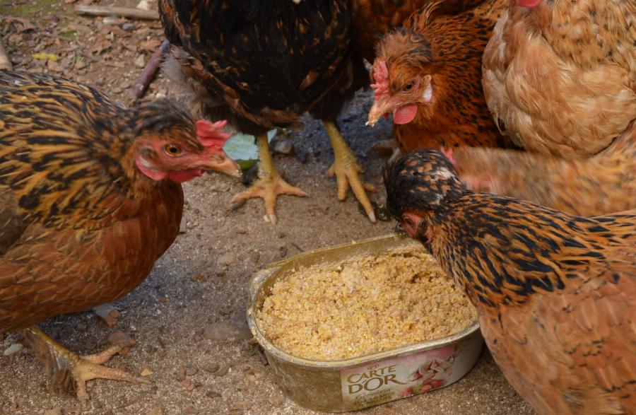 Όλα τα μυστικά διατροφής για τις κότες σας ώστε να γεννάνε αυγά ασταμάτητα