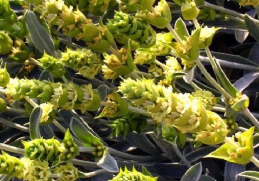 Νόσος Αλτσχάιμερ: Το ελληνικό βότανο που μειώνει αισθητά τις επιπτώσεις της ασθένειας