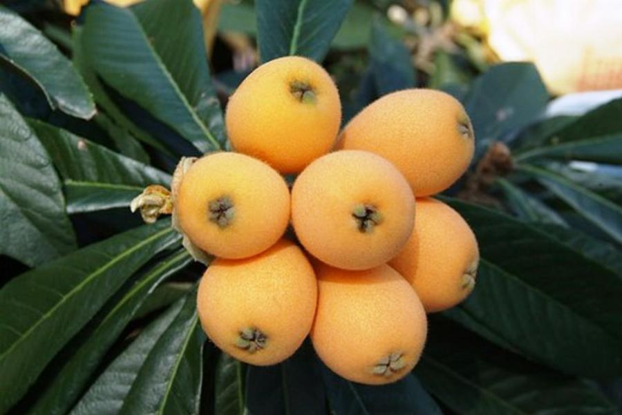 Μούσμουλα: Η μεγάλη διατροφική τους αξία, οι ασθένειες που καταπολεμούν και τι να προσέχουμε στην κατανάλωσή τους