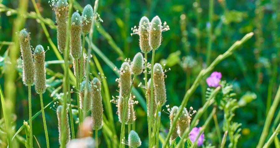 Το «φύλλο» της γιαγιάς: Γιατρεύει πολλές ασθένειες, φυτρώνει σε κάθε κήπο και έχει θεραπευτικές ιδιότητες