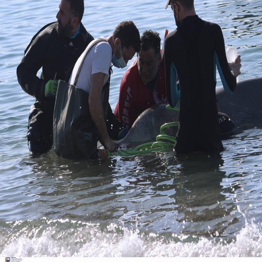 Φάλαινα στην Ελλάδα: Συγκίνηση για τη φάλαινα στον Άλιμο – Ελεύθερη να κολυμπήσει μετά από ένα 24ωρο αγωνίας