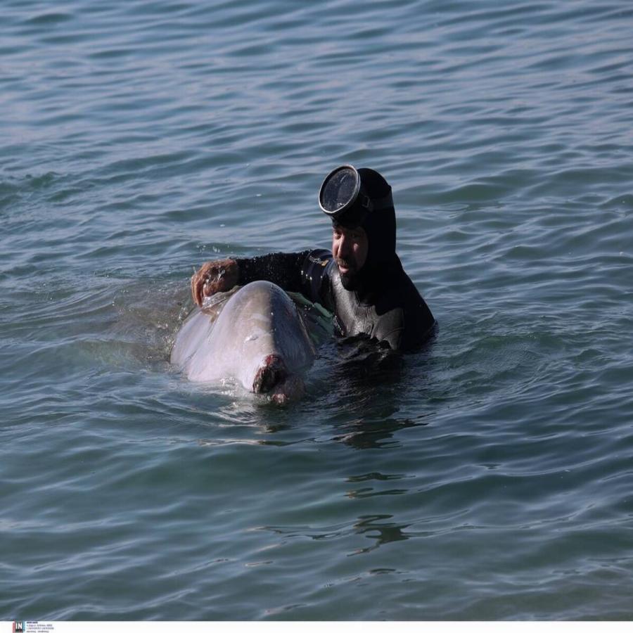 Φάλαινα στην Ελλάδα: Συγκίνηση για τη φάλαινα στον Άλιμο – Ελεύθερη να κολυμπήσει μετά από ένα 24ωρο αγωνίας