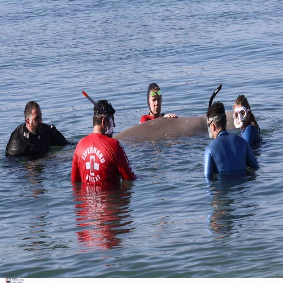 Φάλαινα στην Ελλάδα: Συγκίνηση για τη φάλαινα στον Άλιμο – Ελεύθερη να κολυμπήσει μετά από ένα 24ωρο αγωνίας