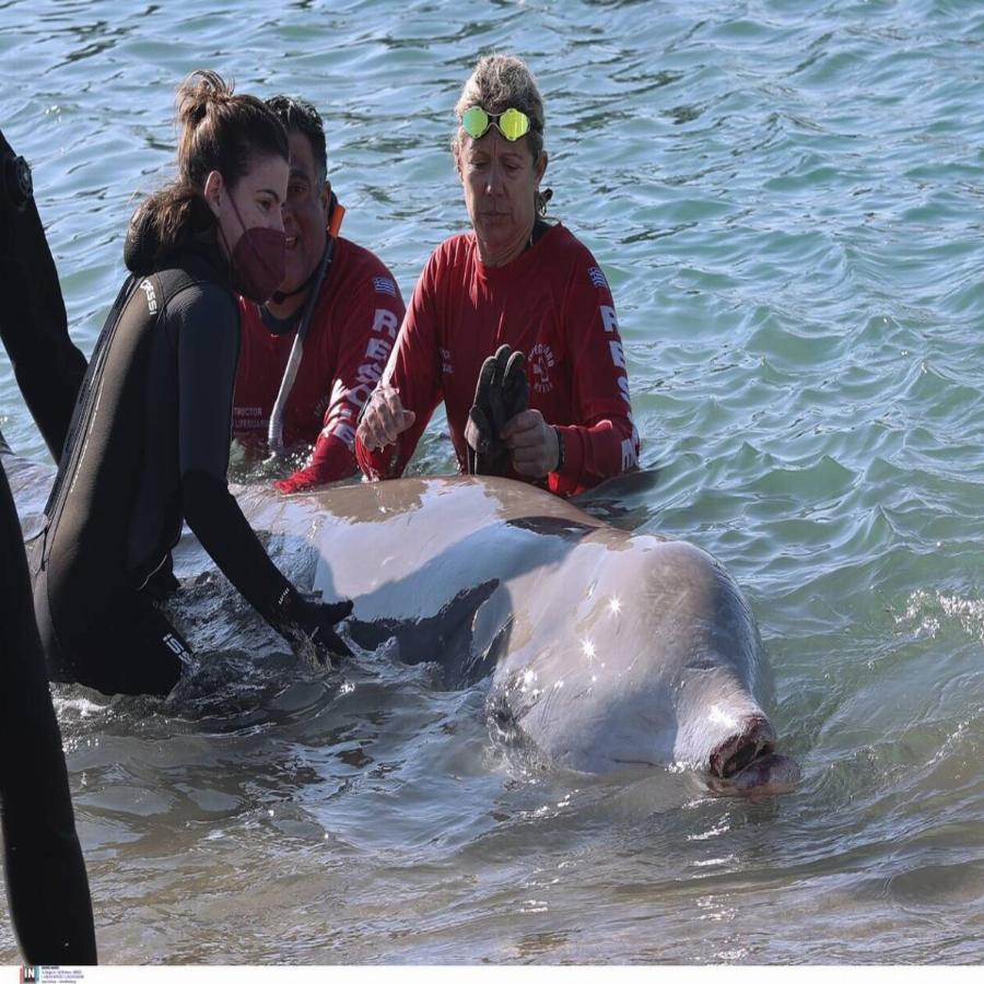 Φάλαινα στην Ελλάδα: Συγκίνηση για τη φάλαινα στον Άλιμο – Ελεύθερη να κολυμπήσει μετά από ένα 24ωρο αγωνίας