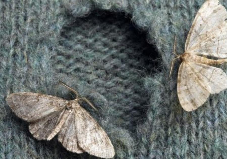 Σκόρος: Οι 4 λύσεις για να γλυτώσεις τα ρούχα σου με φυσικά υλικά