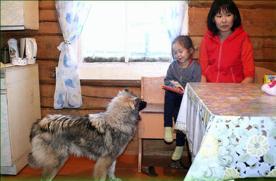 Σκύλος – ήρωας: Έσωσε 4 ετών κοριτσάκι χαμένο στην ερημιά της Σιβηρίας για έντεκα ημέρες