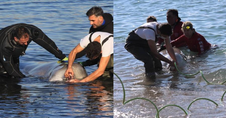 Συγκίνηση για το θαλάσσιο κήτος που «επέλεξε» να βγει στον Άλιμο για βοήθεια – Πάσχει από σοβαρή πάθηση