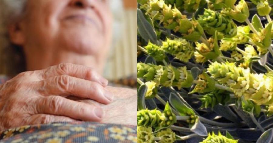 Νόσος Αλτσχάιμερ: Το ελληνικό βότανο που μειώνει αισθητά τις επιπτώσεις της ασθένειας