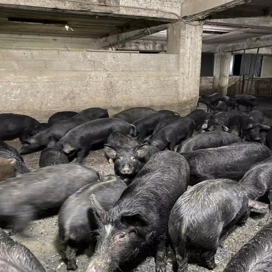 Κώστας Μπατσίλας: Ο 23χρονος που επέλεξε να ζήσει με τους μαύρους χοίρους, τα πρόβατα και τα μοσχάρια