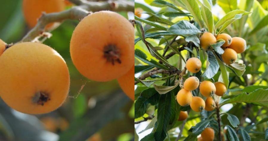 Μούσμουλα: Η μεγάλη διατροφική τους αξία, οι ασθένειες που καταπολεμούν και τι να προσέχουμε στην κατανάλωσή τους