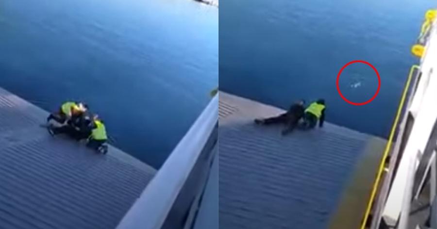 Ναυτικοί φέρι μποτ έσωσαν σκύλο που βρήκαν στη θάλασσα μεταξύ Περάματος και Σαλαμίνας