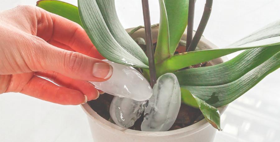 Βάζει παγάκια μέσα στη γλάστρα – Δείτε τι θα συμβεί στα φυτά και αμέσως θα το κάνετε