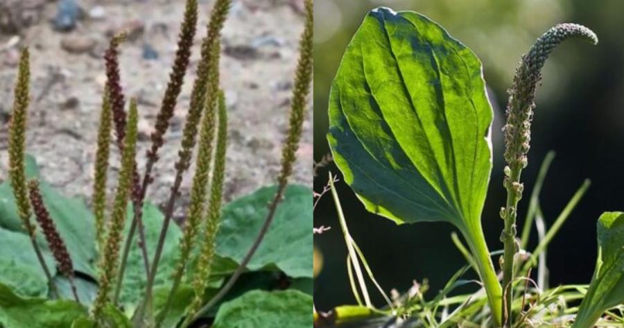 Το «φύλλο» της γιαγιάς: Γιατρεύει πολλές ασθένειες, φυτρώνει σε κάθε κήπο και έχει θεραπευτικές ιδιότητες