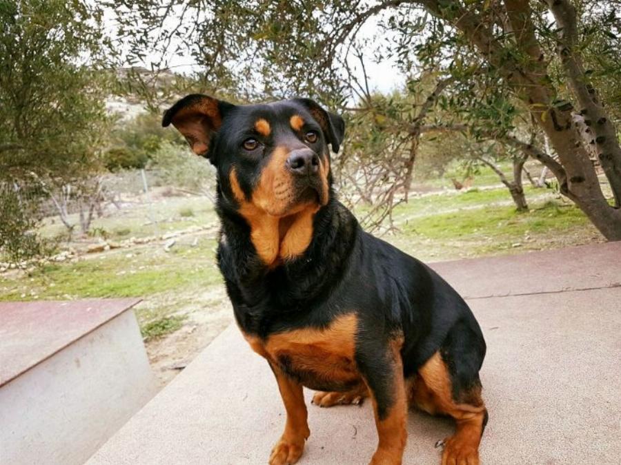 Τάκης Προεστάκης: Ο Κρητικός που παράτησε τη νύχτα, ξόδεψε όλη του την περιουσία για τα αδέσποτα ζώα και αποθεώθηκε παγκοσμίως