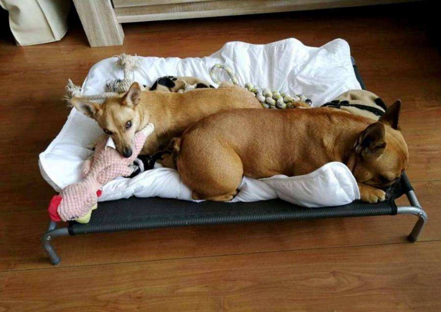 Τάκης Προεστάκης: Ο Κρητικός που παράτησε τη νύχτα, ξόδεψε όλη του την περιουσία για τα αδέσποτα ζώα και αποθεώθηκε παγκοσμίως