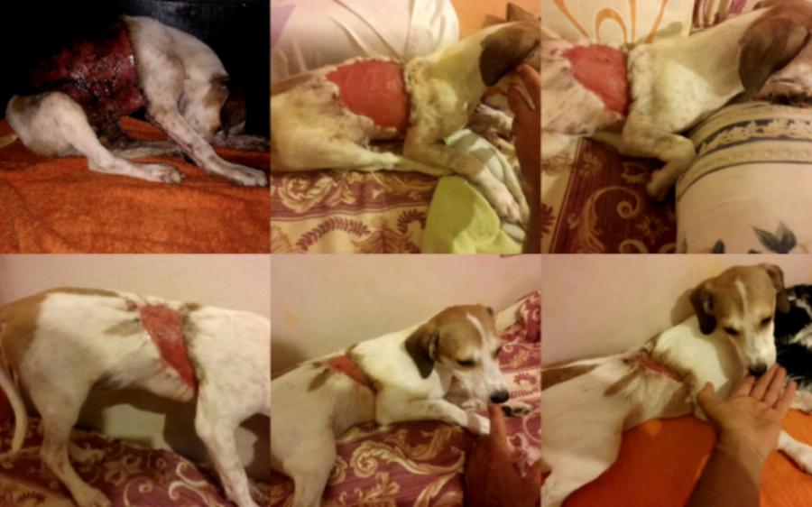 Τάκης Προεστάκης: Ο Κρητικός που παράτησε τη νύχτα, ξόδεψε όλη του την περιουσία για τα αδέσποτα ζώα και αποθεώθηκε παγκοσμίως