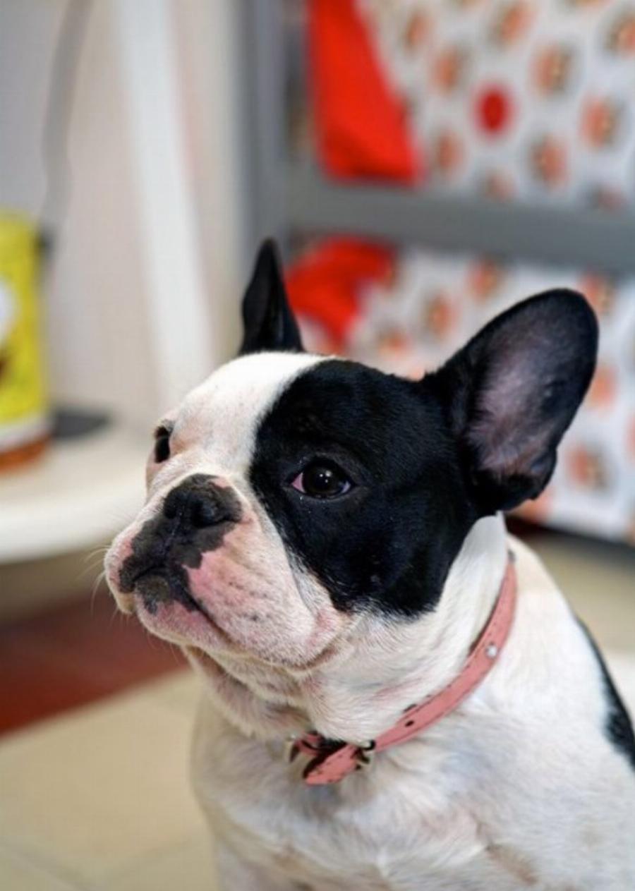 Το παραμυθένιο «μικρό σπίτι στο λιβάδι» βρίσκεται στο κέντρο της Αθήνας και το εσωτερικό του θυμίζει όνειρο