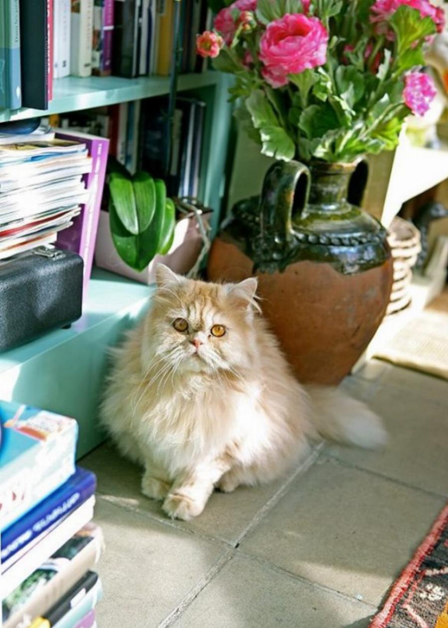 Το παραμυθένιο «μικρό σπίτι στο λιβάδι» βρίσκεται στο κέντρο της Αθήνας και το εσωτερικό του θυμίζει όνειρο