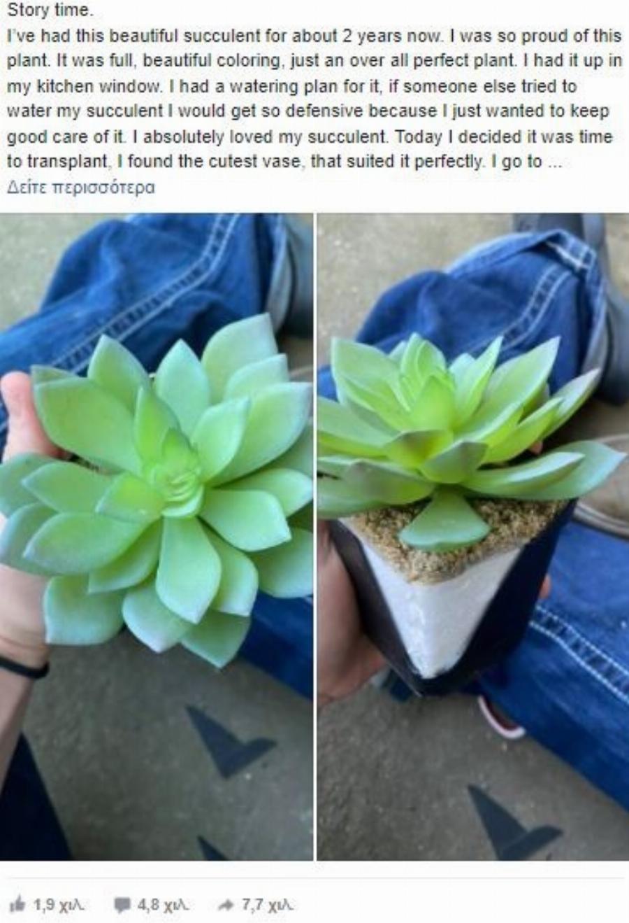 Γυναίκα πότιζε φυτό για 2 ολόκληρα χρόνια πριν ανακαλύψει ότι είναι ψεύτικο