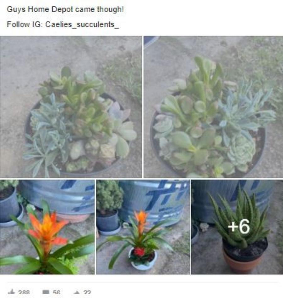 Γυναίκα πότιζε φυτό για 2 ολόκληρα χρόνια πριν ανακαλύψει ότι είναι ψεύτικο