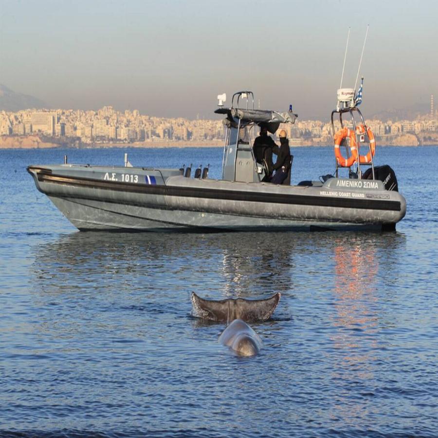 Συγκίνηση για το θαλάσσιο κήτος που «επέλεξε» να βγει στον Άλιμο για βοήθεια – Πάσχει από σοβαρή πάθηση