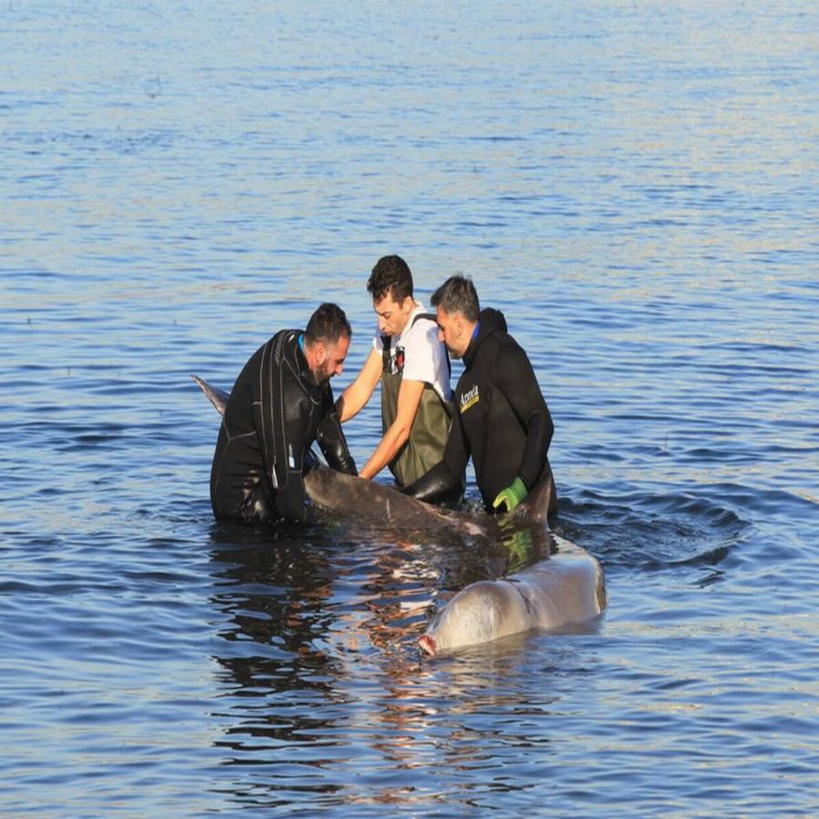 Συγκίνηση για το θαλάσσιο κήτος που «επέλεξε» να βγει στον Άλιμο για βοήθεια – Πάσχει από σοβαρή πάθηση