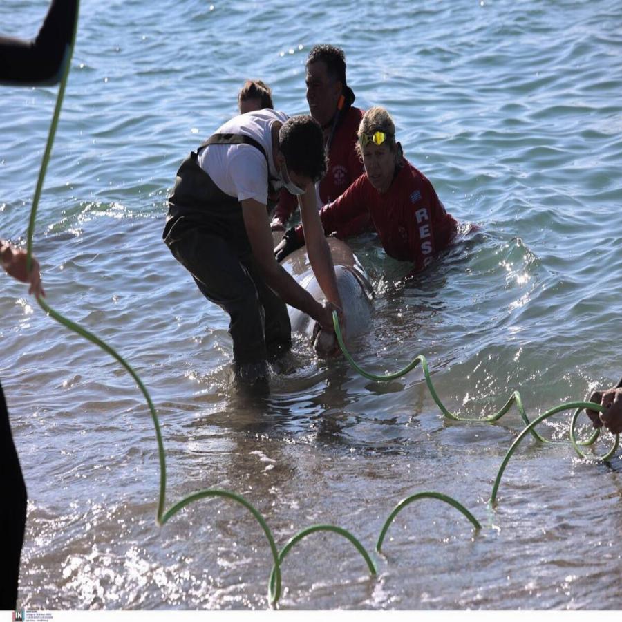 Συγκίνηση για το θαλάσσιο κήτος που «επέλεξε» να βγει στον Άλιμο για βοήθεια – Πάσχει από σοβαρή πάθηση