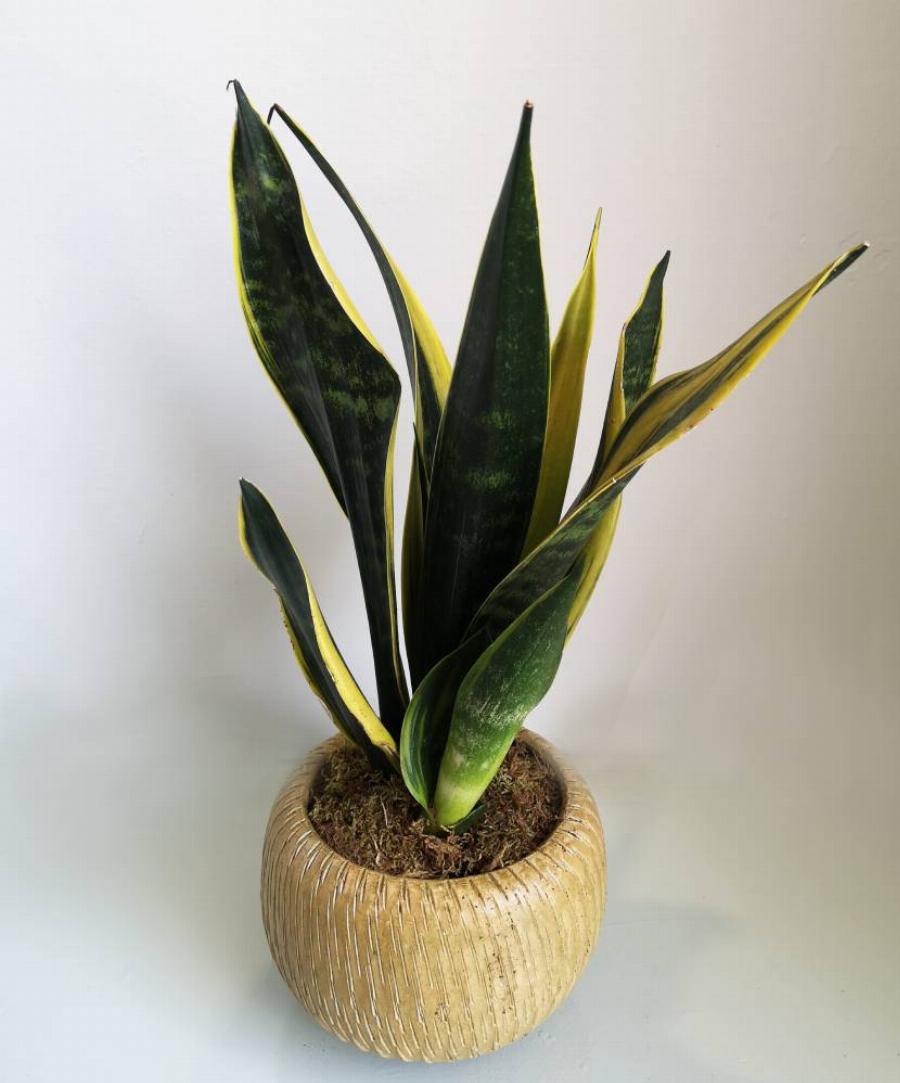 Φυτά εσωτερικού χώρου: Τα 10 φυτά για καθαρή ατμόσφαιρα και για τη σωστή υγρασία στο σπίτι σας