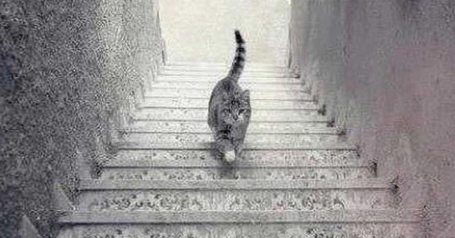 Αυτή η γάτα κατεβαίνει ή ανεβαίνει τις σκάλες; – Ο γρίφος που σαρώνει το διαδίκτυο