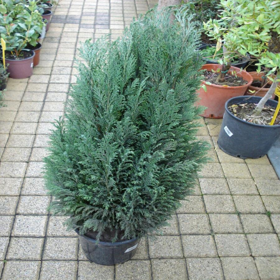 Φυτά εσωτερικού χώρου: Τα 10 φυτά για καθαρή ατμόσφαιρα και για τη σωστή υγρασία στο σπίτι σας