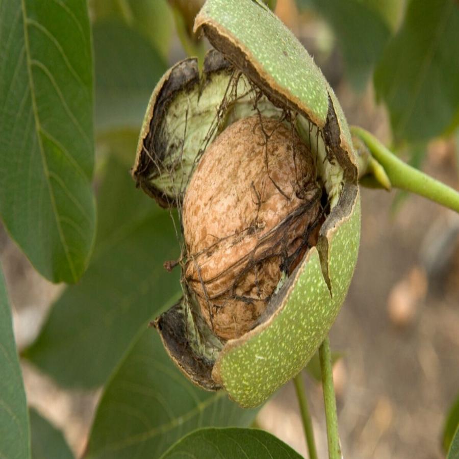 Καρύδια: Ο θησαυρός των Ω3 λιπαρών οξέων, η προστασία στην καρδιά και η απόλυτη τροφή για τον εγκέφαλο
