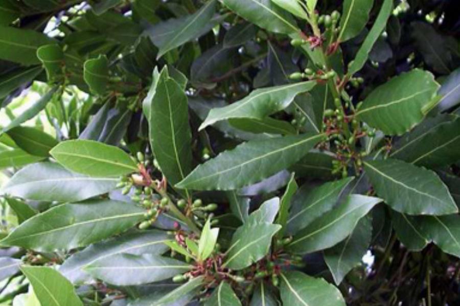 Δάφνη: Αντίο σε φλεβίτιδα, πόνους στις αρθρώσεις, έλλειψη μνήμης και πονοκεφάλους χάρη σε αυτό φύλλο