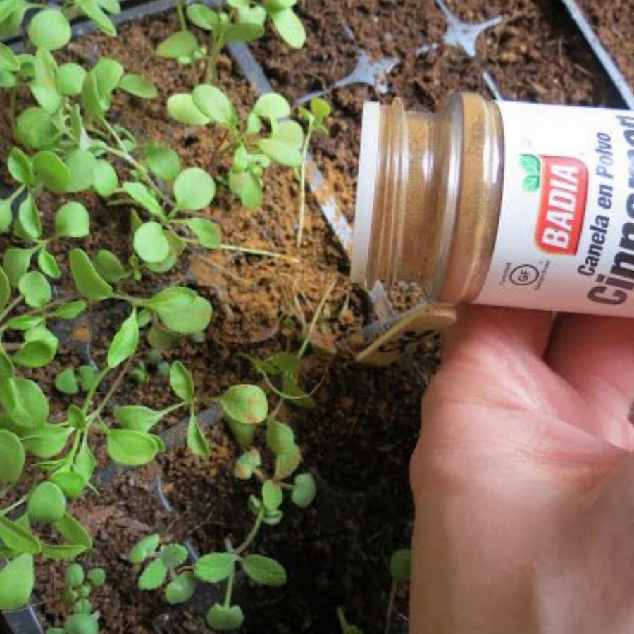 Το πιο εύκολο και έξυπνο κόλπο για να κρατάτε πάντα ζωντανά τα φυτά σας