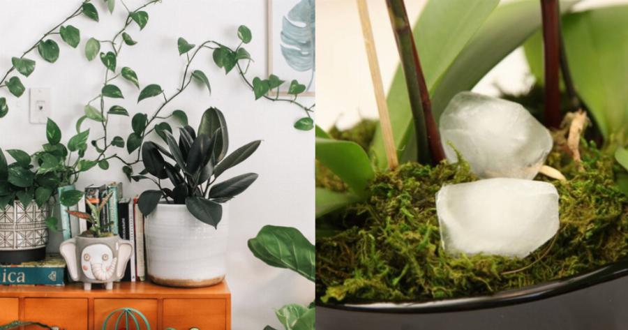 Το πιο εύκολο και έξυπνο κόλπο για να κρατάτε πάντα ζωντανά τα φυτά σας