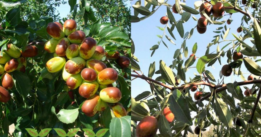 Τζιτζιφιά: Οι θεραπευτικές ιδιότητες, το φάρμακο για την αϋπνία και η δύναμη στο ανοσοποιητικό