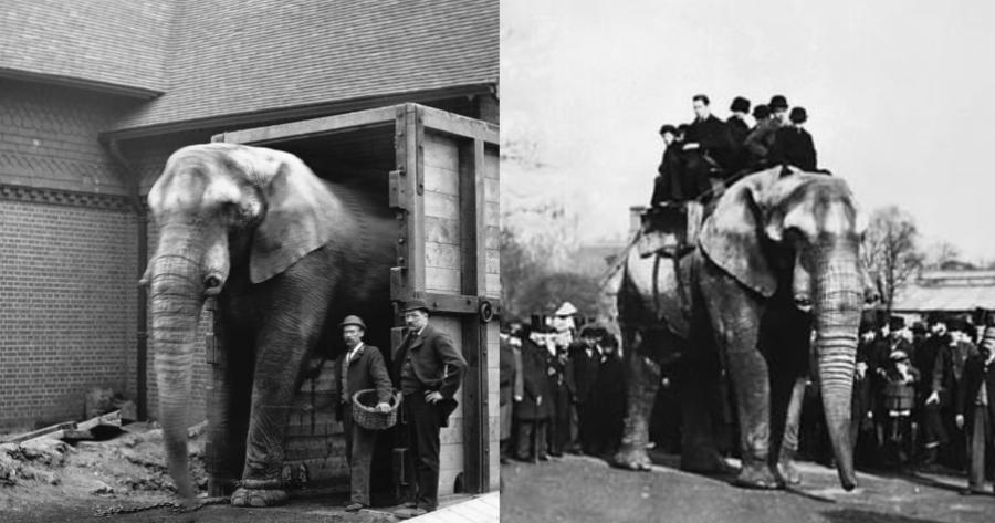 Ο αληθινός Ντάμπο: Η τραγική ιστορία του αλκοολικού ελέφαντα, τα βασανιστήρια, η κακοποίηση και το πονεμένο τέλος