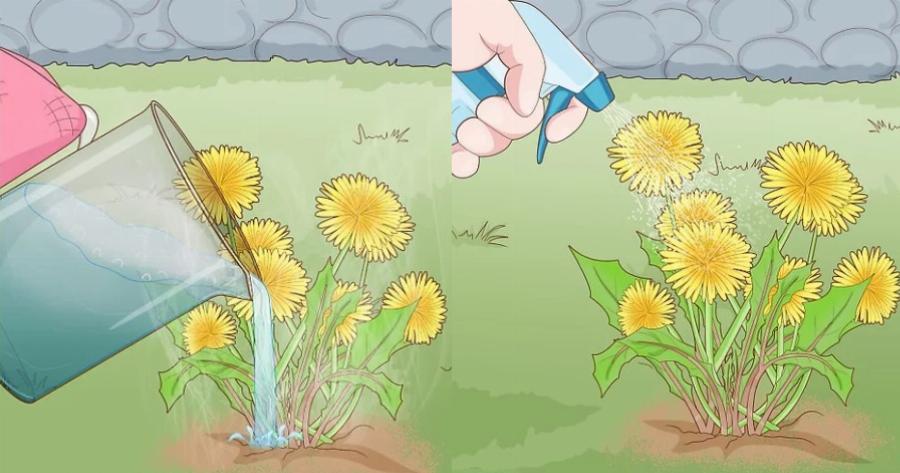 Λευκό ξύδι: Αυτά είναι τα 9 οφέλη από την καθημερινή του χρήση στον κήπο και στα φυτά σας