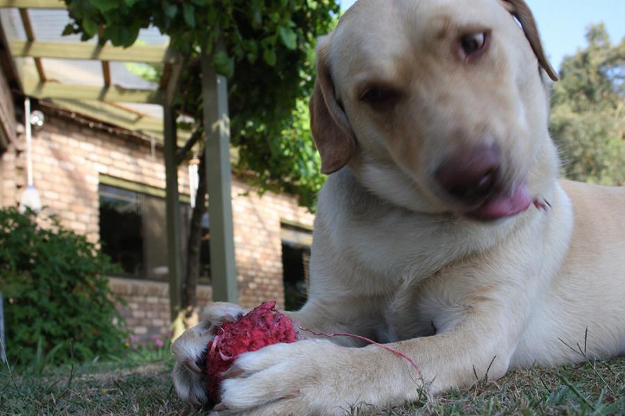 Η απάντηση σε αυτούς που δεν θέλουν και αντιπαθούν τα σκυλιά