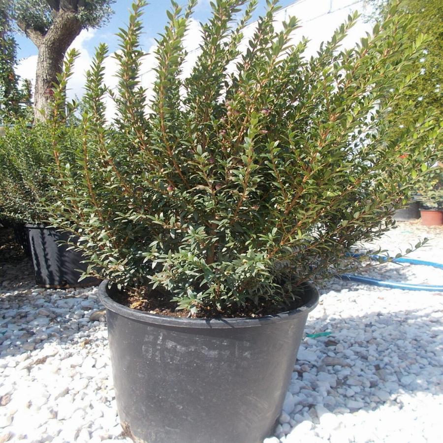 Φυτά εσωτερικού χώρου: Τα 10 φυτά για καθαρή ατμόσφαιρα και για τη σωστή υγρασία στο σπίτι σας