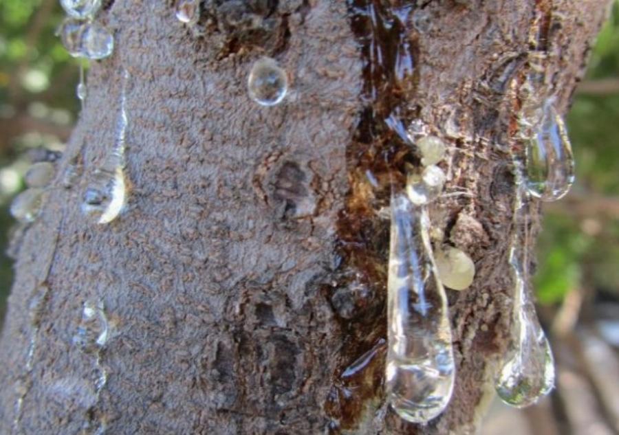 Μαστίχα Χίου: Τα οφέλη για την καρδιά και οι θεραπευτικές δράσεις για τη χοληστερόλη