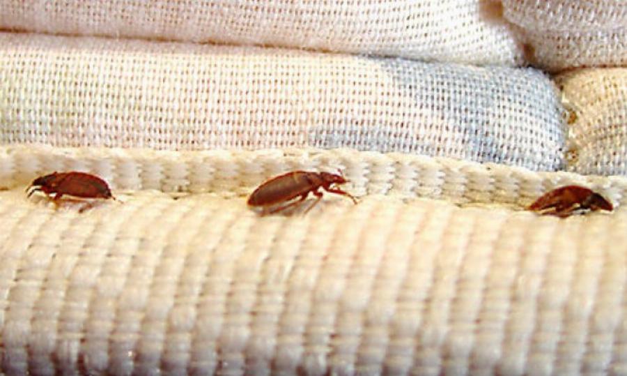 Κοριοί: Βρίσκονται σε στρώματα, ρούχα και κρεβάτια – Πως θα τους καταλάβετε και τι να κάνετε για να τους εξαφανίσετε