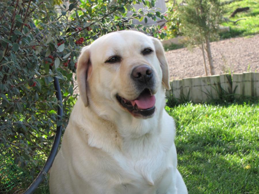 Η απάντηση σε αυτούς που δεν θέλουν και αντιπαθούν τα σκυλιά