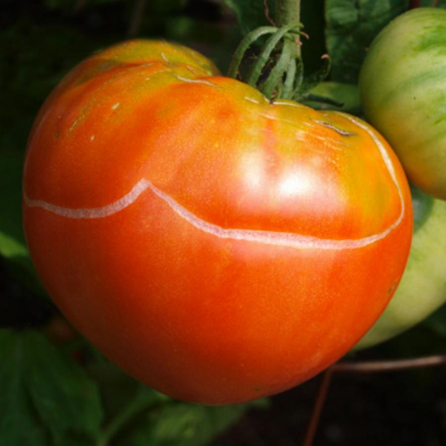 Το κόλπο για τις ντομάτες που σκάνε και έχουν ρωγμές – Δεν χρειάζονται πέταμα